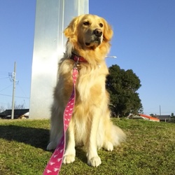 犬の通行禁止①