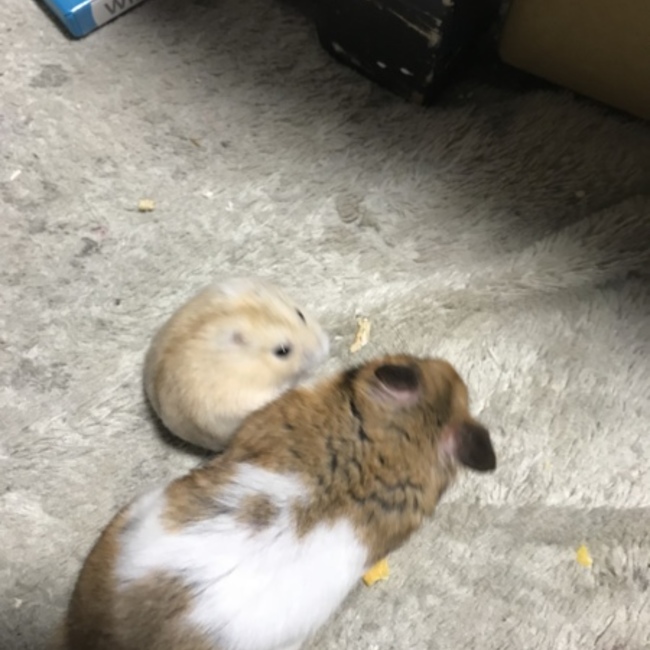 黒たま白たまのカバー写真