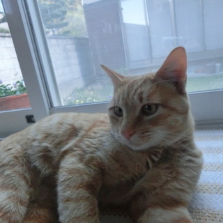 優しくて賢い茶トラの男の子