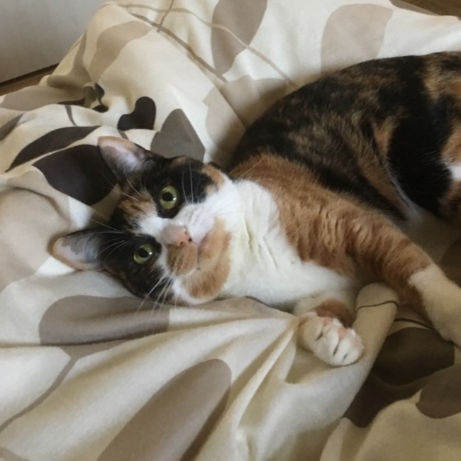 すしや28のカバー写真