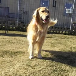 犬の通行禁止②