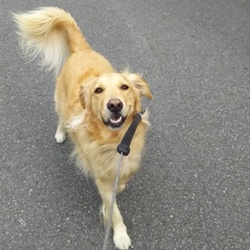 犬の通行禁止③