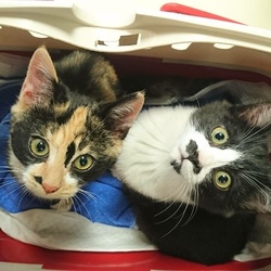 猫の譲渡会