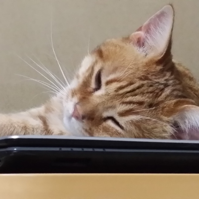 さつきねこのカバー写真