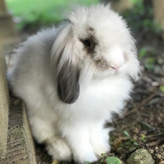 アメファジの男の子