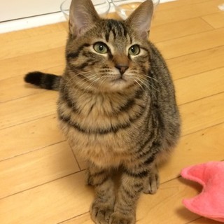 愉快で可愛い！４兄妹！