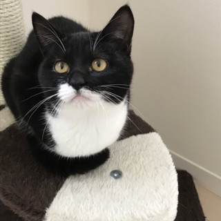 おとなしい子猫★かのこ【12/17八千代市譲渡会】