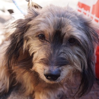 トイプー×ダックスのハヤテ君、とっても可愛いよ！