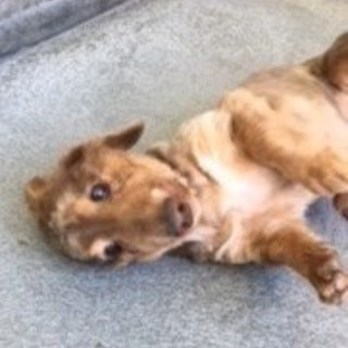 ひょう　♂　ミニチュアダックスフンド