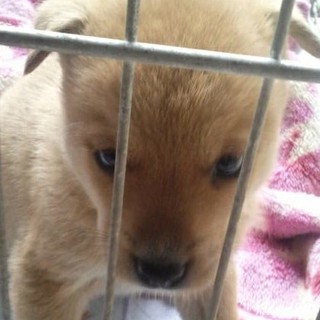 鳴門市の犬の里親募集情報まとめ ペットのおうち 月間利用者150万人