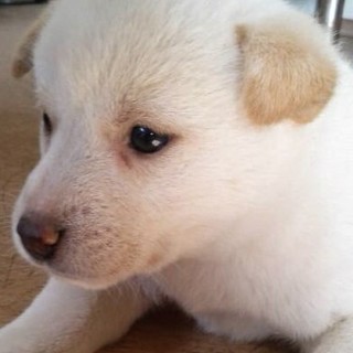 鳴門市の犬の里親募集情報まとめ ペットのおうち 月間利用者150万人