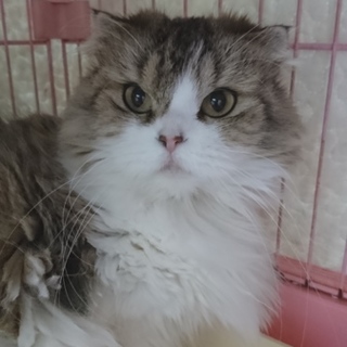 スコF☆さつきちゃん☆女の子・半折耳・7歳・中長毛