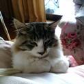 6ヶ月くらいの甘えん坊のオス猫！ツルふわ毛質！