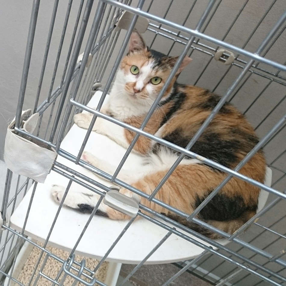 ふみのカバー写真