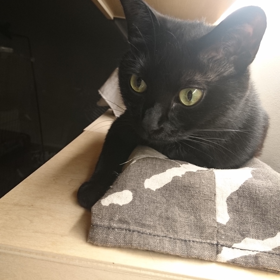 アンのカバー写真