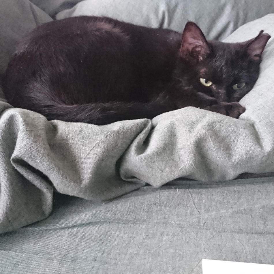 くろまめ(仮名)⇒おうち決定のカバー写真