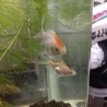 だんだん大きくなっています