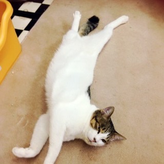 静岡県富士市より里親さん募集です