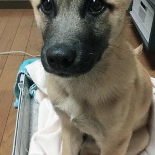 人懐っこい3ヶ月男の子