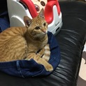 誰にでもスリゴロな茶トラ君