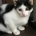 可愛い 仔猫  オス