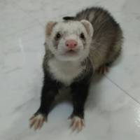 ドラ