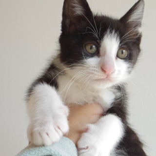 ハチワレ長毛の「はっちゃん」の里親様募集中です