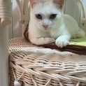 青い眼の綺麗な白猫ちゃん