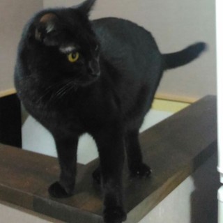 抱っこ大好きのきれいな黒猫そばちゃんです。