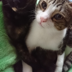 クリスマススペシャル猫の譲渡会❤️