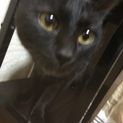 奈良の方が里親になられました。