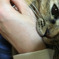 ぴょんた