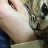 ぴょんた