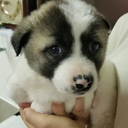 ｵﾙﾎﾞ譲渡会 サムネイル2