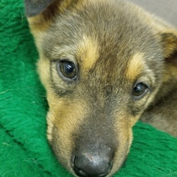 ｵﾙﾎﾞ譲渡会 サムネイル3