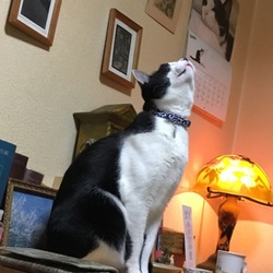 「水虫？！なんですと！？」サムネイル3