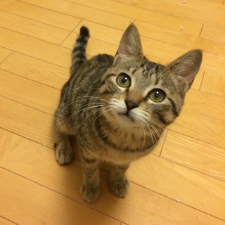 愉快でかわいい！４兄妹！