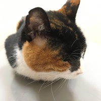 たまこ