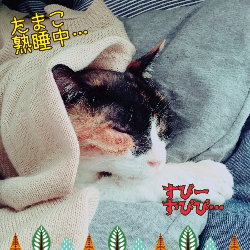 たまこのカバー写真