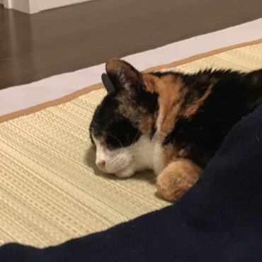 寝てばっかりです。