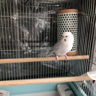 ファロー セキセイインコ 
