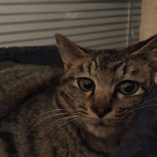 キジ猫の女の子 ★ おとなしい甘えん坊 ★