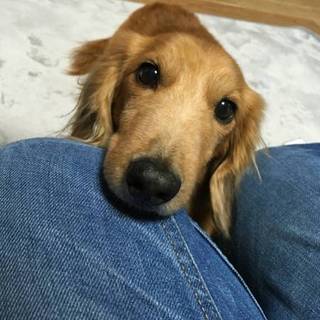 とっても穏やかな推定10歳の男の子