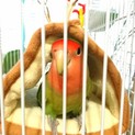 手乗りコザクラインコの里親募集