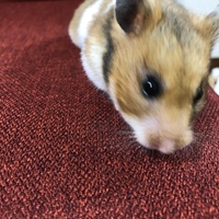 きなこもち