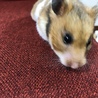 きなこもち
