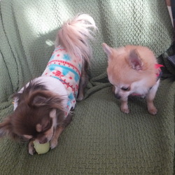 それ、おもしろいの？