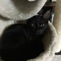 とっても甘えん坊な黒猫三兄弟。