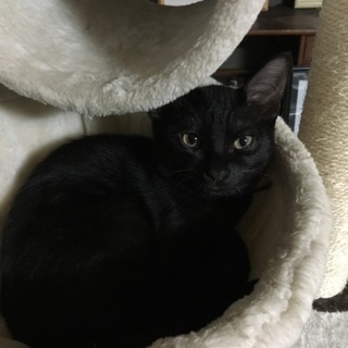 とっても甘えん坊な黒猫三兄弟。