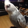 ハイネ